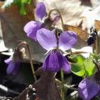 Vörös-kő Tahitótfalu - Egyéb