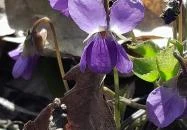 Vörös-kő Tahitótfalu