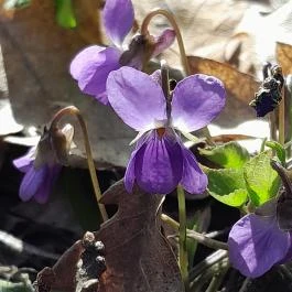 Vörös-kő, Tahitótfalu - Egyéb