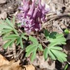 Vörös-kő Tahitótfalu - Egyéb