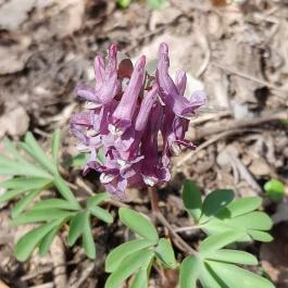 Vörös-kő, Tahitótfalu - Egyéb