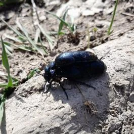 Vörös-kő, Tahitótfalu - Egyéb