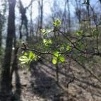 Vörös-kő Tahitótfalu - Egyéb