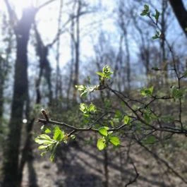 Vörös-kő, Tahitótfalu - Egyéb