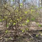 Vörös-kő Tahitótfalu - Egyéb