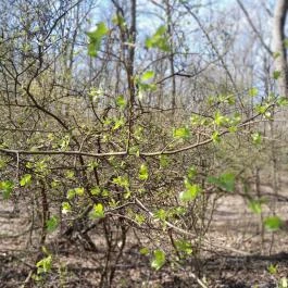 Vörös-kő, Tahitótfalu - Egyéb