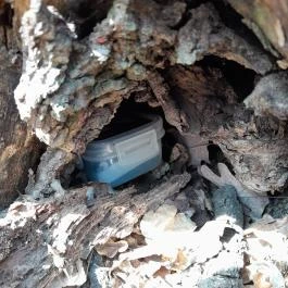 Vörös-kő, Tahitótfalu - Egyéb