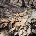 Vörös-kő Tahitótfalu - Egyéb