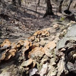 Vörös-kő, Tahitótfalu - Egyéb