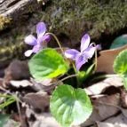 Vörös-kő Tahitótfalu - Egyéb