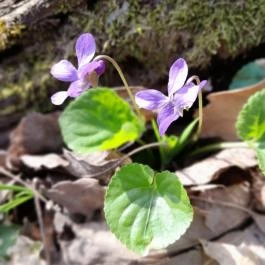 Vörös-kő, Tahitótfalu - Egyéb