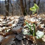 Vörös-kő Tahitótfalu - Egyéb