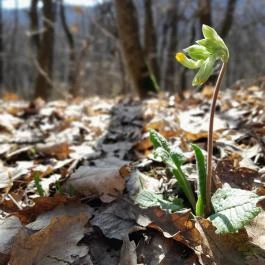 Vörös-kő, Tahitótfalu - Egyéb