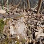 Vörös-kő Tahitótfalu - Egyéb