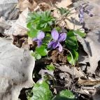 Vörös-kő Tahitótfalu - Egyéb