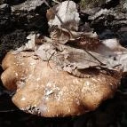 Vörös-kő Tahitótfalu - Egyéb