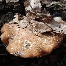 Vörös-kő, Tahitótfalu - Egyéb