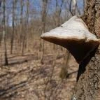 Vörös-kő Tahitótfalu - Egyéb