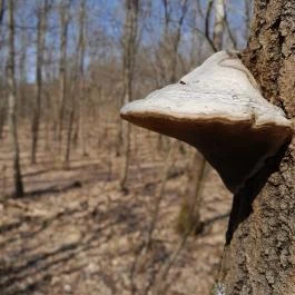 Vörös-kő, Tahitótfalu - Egyéb