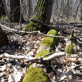 Vörös-kő, Tahitótfalu - Egyéb