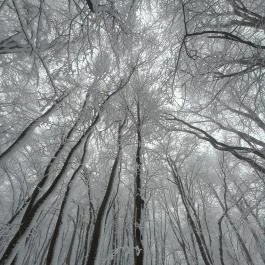 Zsindelyes Vendéglő, Dobogókő - Egyéb