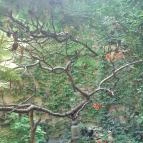 Classic Café Szerb Étterem & Grillkert Szeged - Egyéb