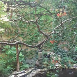 Classic Café Szerb Étterem & Grillkert, Szeged - Egyéb