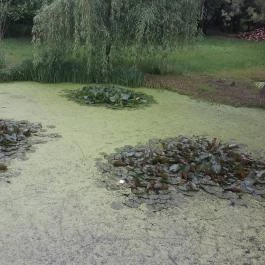 Villa Rigo Panzió, Verpelét - Medence/kert