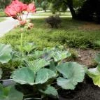 Park Hotel Gyula Gyula - Környék