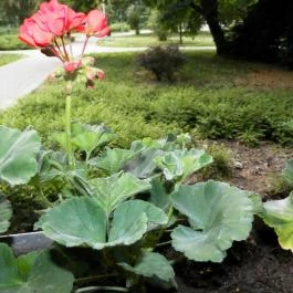 Park Hotel Gyula Gyula - Környék