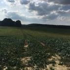 Ibolya Vendégház Tés - Környék