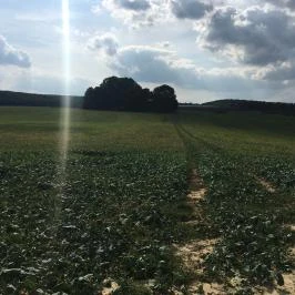 Ibolya Vendégház Tés - Környék