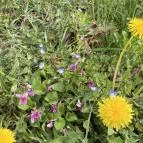 Molnár Vendégház Babosdöbréte - Külső kép