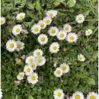 Molnár Vendégház Babosdöbréte - Külső kép