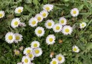 Molnár Vendégház Babosdöbréte