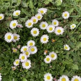 Molnár Vendégház, Babosdöbréte - Külső kép