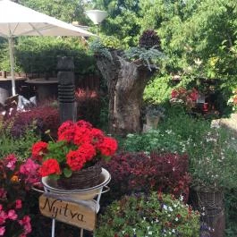 Muskátli Vendéglő , Hollókő - Külső kép