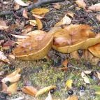 Bodrogi Kúria Wellness Hotel Inárcs - Környék