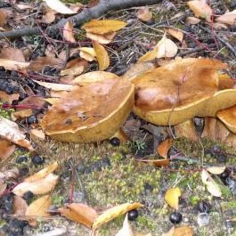 Bodrogi Kúria Wellness Hotel, Inárcs - Környék