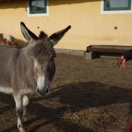 Nyerges Hotel Termál Monor - Egyéb