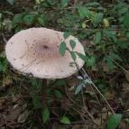 Zichy Park Hotel Bikács - Környék