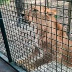 Richter Safari Park Nagykőrös - Egyéb