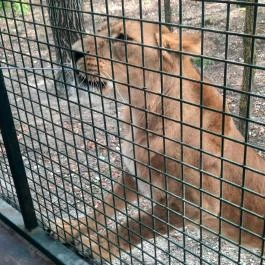 Richter Safari Park Nagykőrös - Egyéb