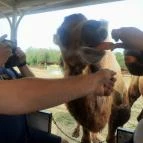 Richter Safari Park Nagykőrös - Egyéb