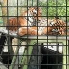 Richter Safari Park Nagykőrös - Egyéb