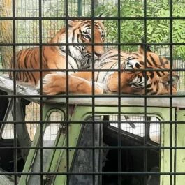 Richter Safari Park Nagykőrös - Egyéb