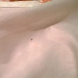 Jázmin Panzió Gyula - Egyéb