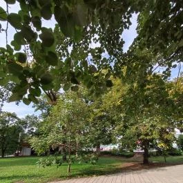 Árpád Gyógy- és Strandfürdő Békéscsaba - Egyéb