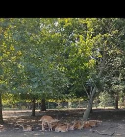 Bábolnai Arborétum & Állatpark