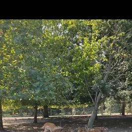 Bábolnai Arborétum & Állatpark, Bábolna - Egyéb